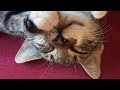 Master Shifu Cat - Funny Cats Sleeping in Weird Positions