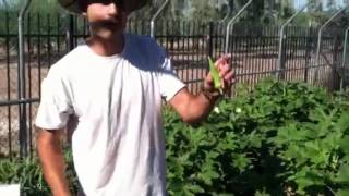 Rio Salado Gardening Tips- Okra