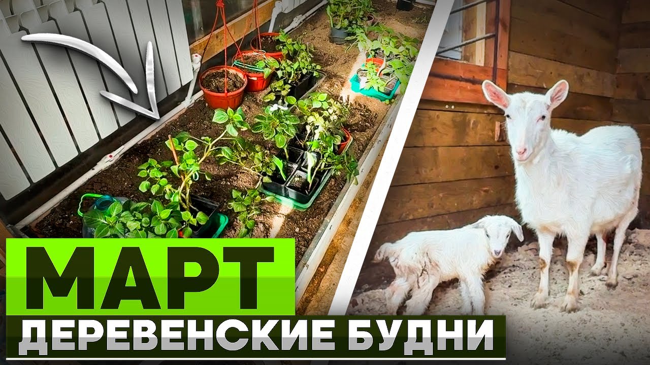Деревенские будни. Март.