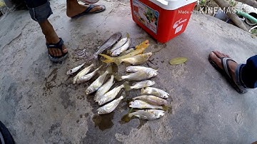 Câu Cá Ngát Tiếp Tục Vẩn Chưa Tìm Được Em Nó | giang trần cà mau