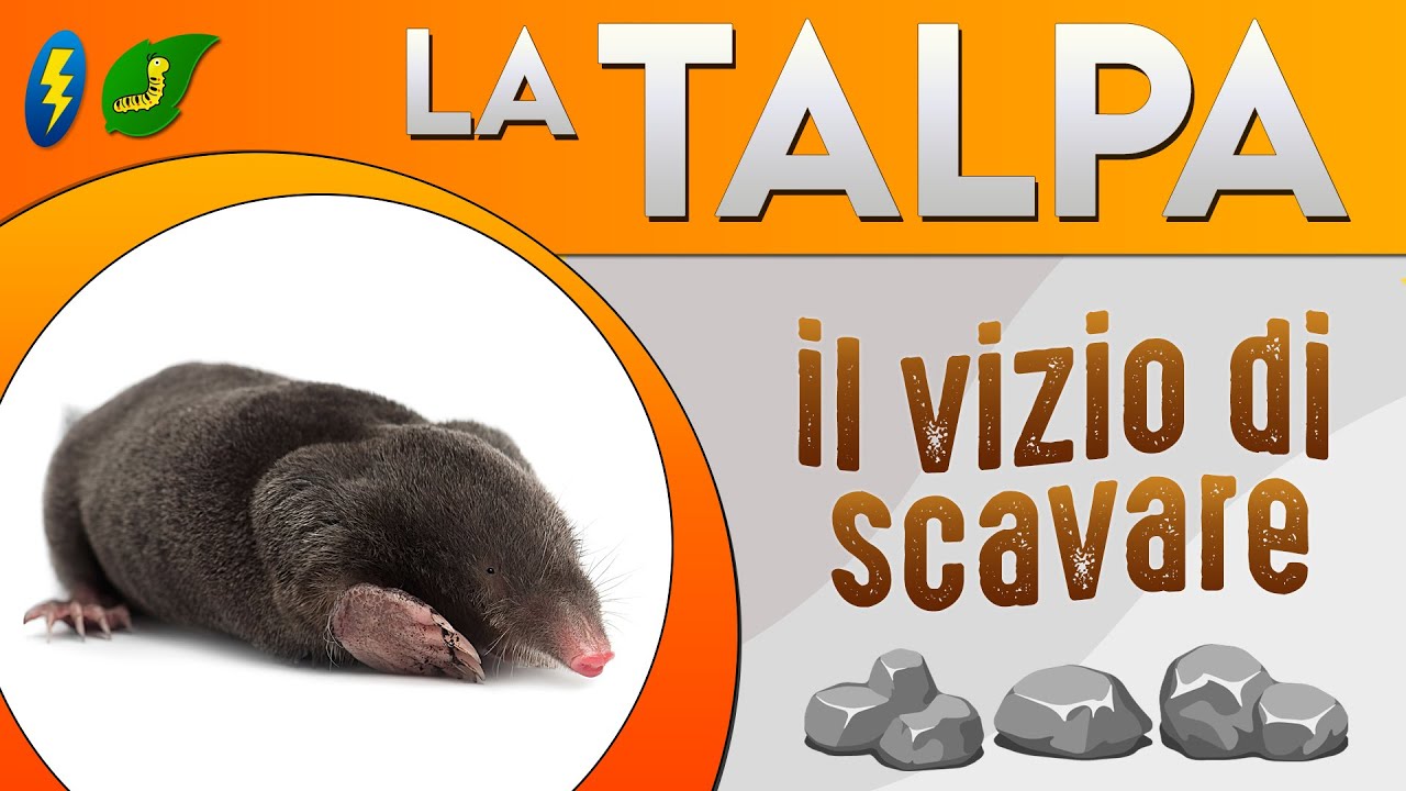 La Talpa il vizio di scavare ⚡ YouTube La Talpa il vizio di scavare ⚡ YouTube