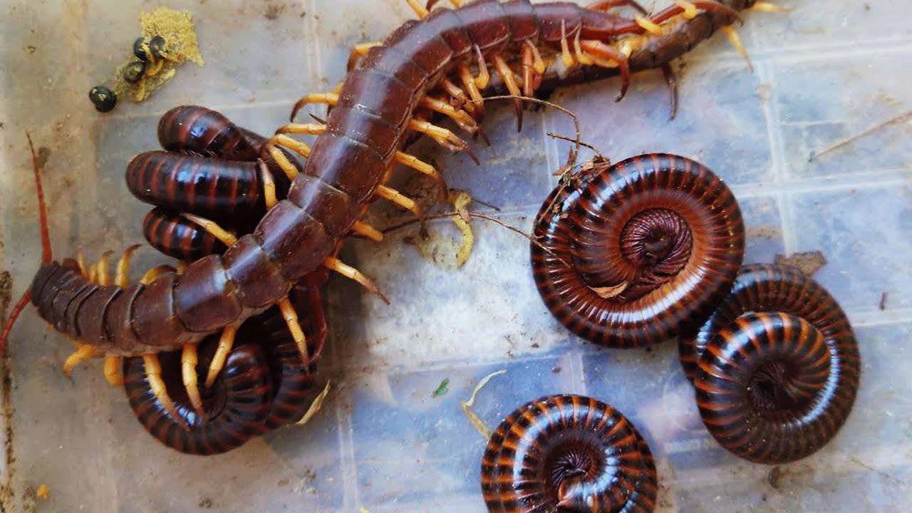 Catch 1 Wild Toad And Another Giant Millipede Small Red Millipede..