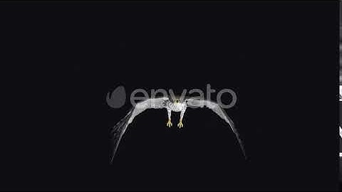 Prairie Falcon - 4K Flying Loop - Front View | Motion Graphics - Envato elements