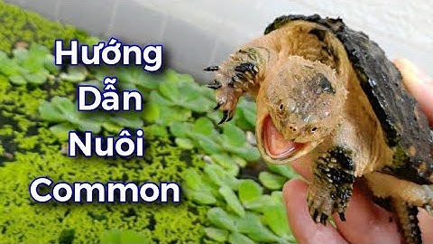 Vlog #29 | Kinh Nghiệm Nuôi Rùa Common Cho Người Mới Bắt Đầu