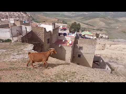 أحسن روتين يومي عندي معا الماعز ديالي 2023 02 20 