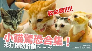 All types of screaming! The kittens are getting vaccinated! EP14
