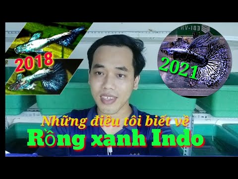 Video Guppy cá 7 màu #50: Rồng xanh Indo/ tách trống mái cá... - youtube
