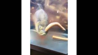 Keganasan IKAN PIRANHA ASLI SUNGAI AMAZON !!! Keganasan IKAN PIRANHA ASLI SUNGAI AMAZON !!!