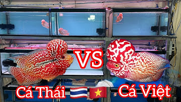 Anh Trường sắp xếp cá la hán Vip Việt và la hán Vip Thailand so sánh hai vẻ đẹp - arhat Fish