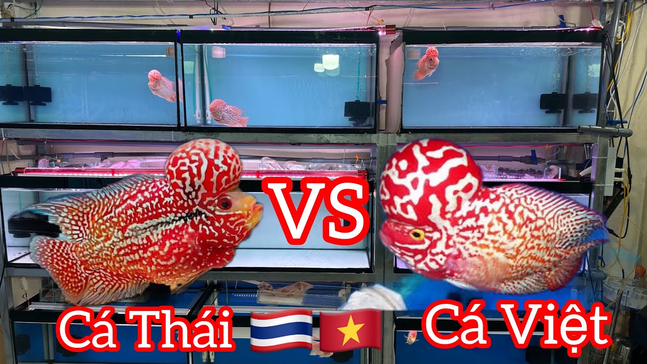 Anh Trường sắp xếp cá la hán Vip Việt và la hán Vip Thailand so sánh hai vẻ đẹp - arhat Fish