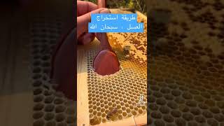 طريقة استخراج العسل