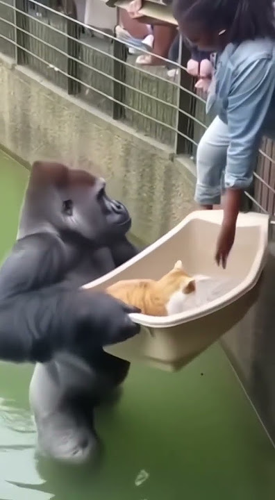 King Kong helps humanity 😂😂 #cat #funny #animals #cute #shorts