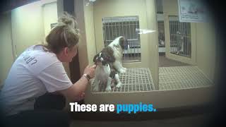The sad truth behind puppy mills