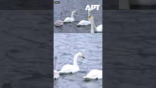 Russia’s Swan Lake in Altai Draws Hundreds of Birds as Warm Springs Keep It Ice-Free | APT