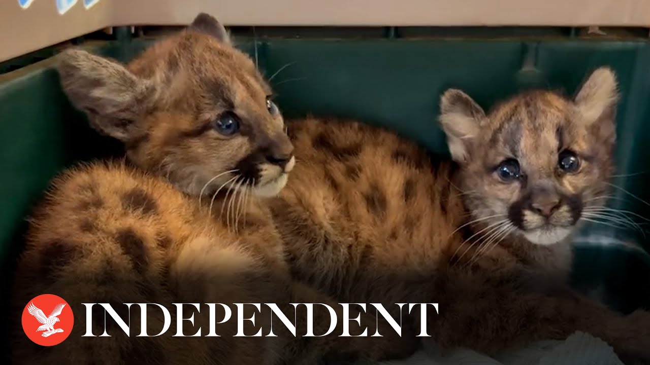Orphaned mountain lion cubs rescued after suspected mother killed by