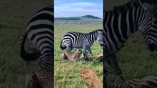 A mother zebra saves her calf from a cheetah