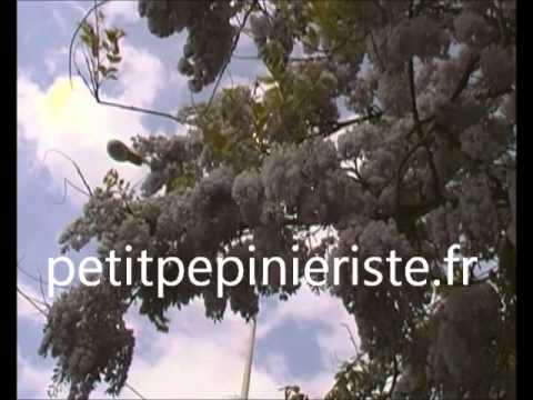 glycine.wmv