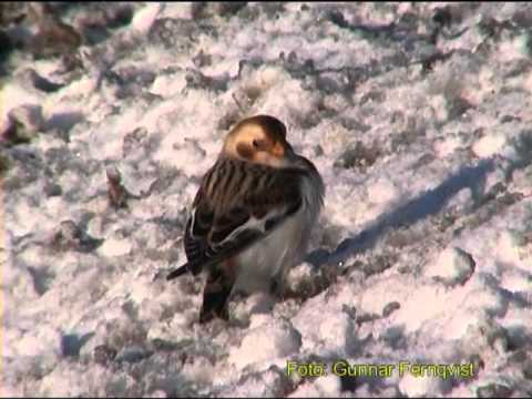 SNÖSPARV Snow Bunting (Plectrophenax nivalis) Klipp - 113 