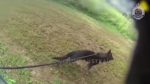 QLD Police: Goodest Boy In The Service