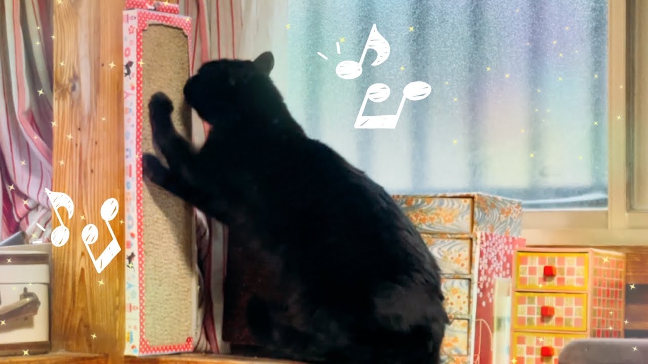 ご機嫌な所を目撃されて急に気まずくなる猫 Cat sharpening his claws