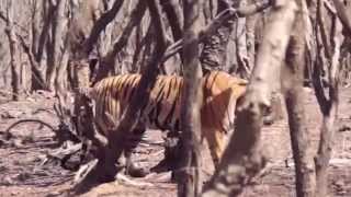 BLOOD OF THE TIGER by J. A. Mills (book trailer) by Beacon Press 3,986 views 9 years ago 2 minutes, 11 seconds