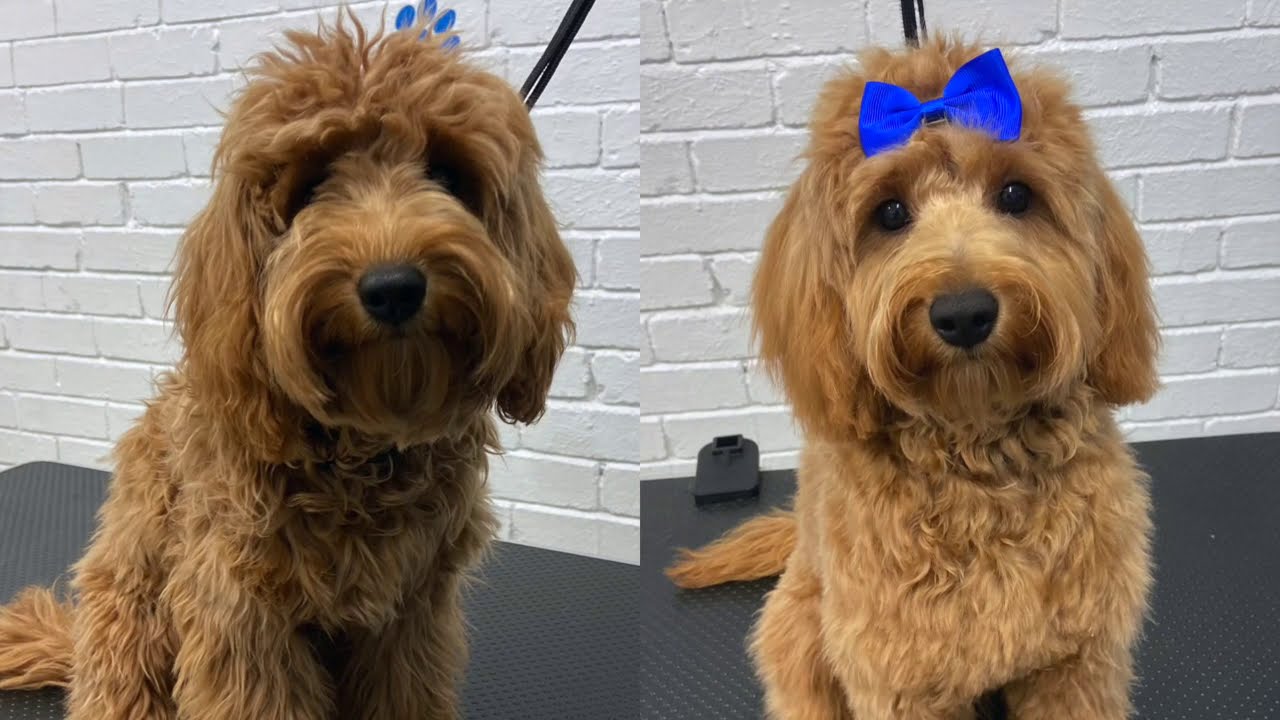Waffle the Cavapoo Dog Grooming YouTube
