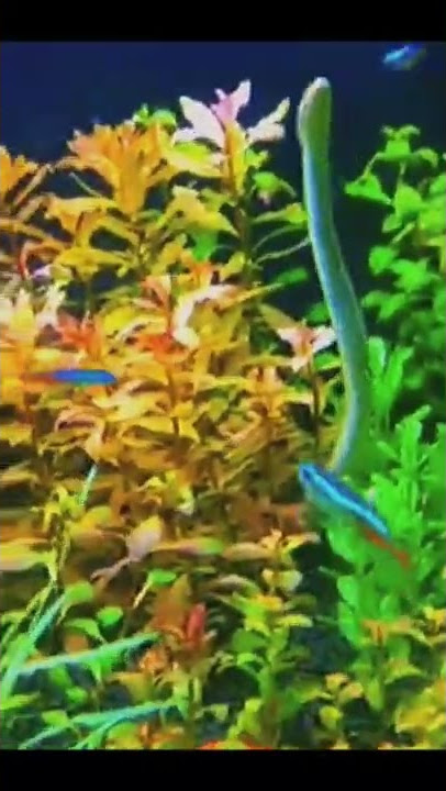 liat ular di aquascape...