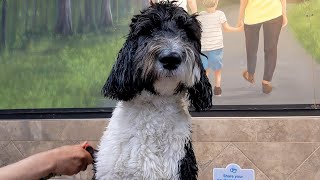 BATH  | 20 MONTHS OLD SHEEPADOODLE