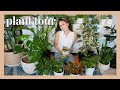 Plant Tour 🌿 My 60+ Plant Collection!