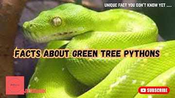 7 Unique Facts About Green Tree Pythons, Unique facts you don