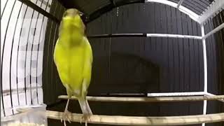 King of tranining Spectacular Beautiful CANARY SINGING! by NATURE WILDLIFE 351 views 1 year ago 3 minutes, 20 seconds