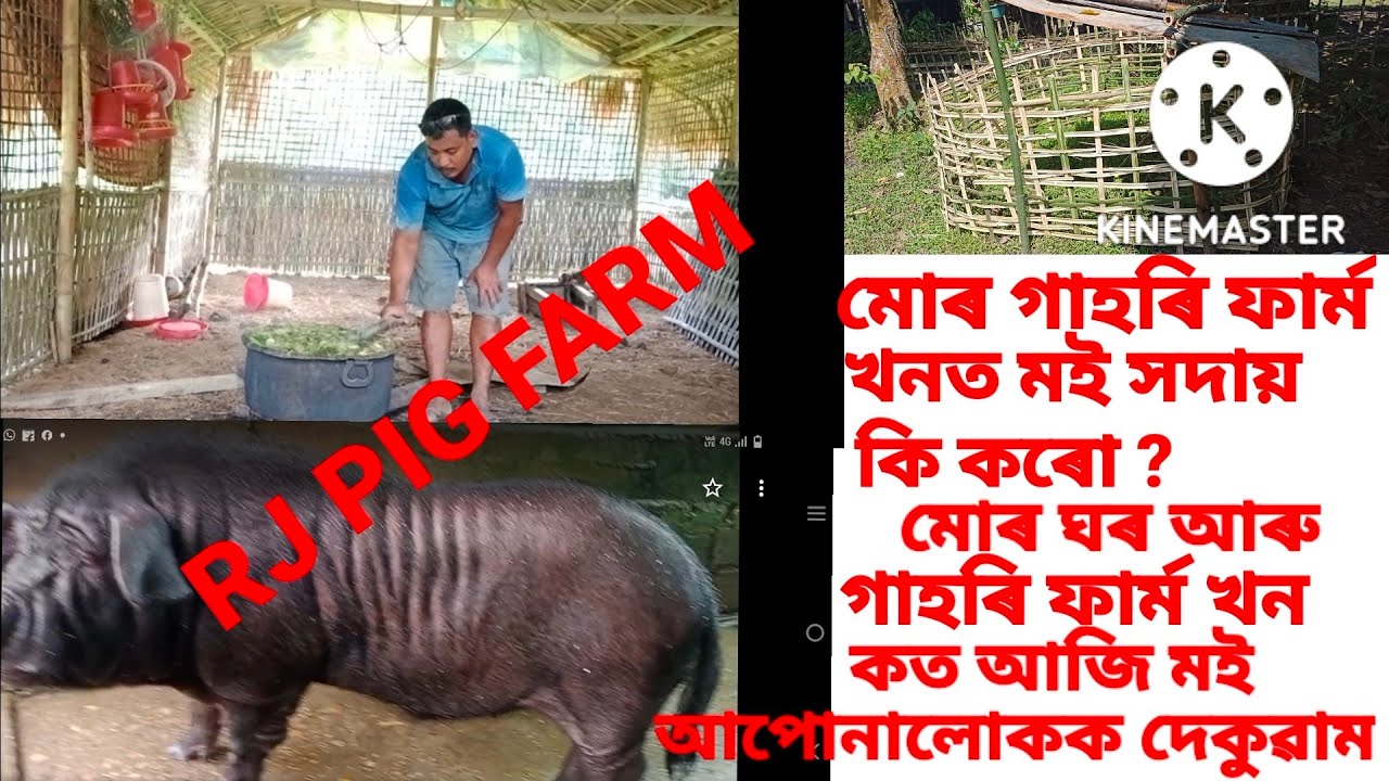 Pig FARM In Assam RJ PIG FARM Local PIG agroangels-starting-pig-farm-in-nigeria-youtube