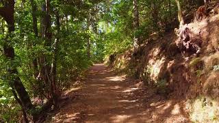 Walking In The Forest 1080P Vi̇deo Magical Videos Tv