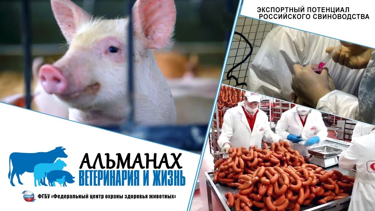 Экспортеры свиноводства. Экспортный потенциал свиноводства. Свиноводство экспортеры.