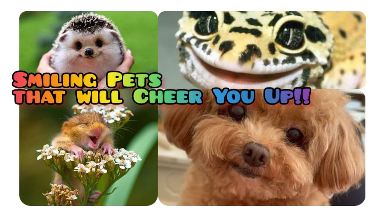 Smiling Animals: [25+ Heartwarming Pics] & Why They Make Us Happy ...