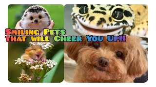 Cute Epic Smiling Animals Compilations Guaranteed to Boost Up Your Day! | Awesome Cute Pets Bonding screenshot 5