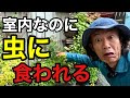 春の寄せ植えが何者かによってボロボロなので再生させます　　　【園芸超人カーメン君】