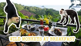 Monkey Mayhem! Wild Monkeys Crashed Our Breakfast!