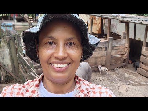 CRIAÇÃO DE SUÍNOS E DICAS DE TER DOIS REPRODUTORES .