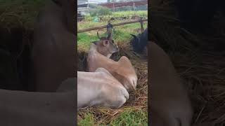 Sapi qurban 2026 | Sapi bima hobot 350kg up