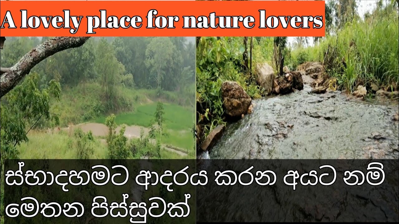 මීදුමත් එක්ක ලස්සනට ගලන දොළ  පාර/ beautiful rice field with a stream flowing through the mist