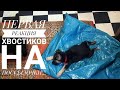 Распаковка нашей первой посылочки с Германии ХВОСТИКИ ОЧЕНЬ ДАВОЛЬНЫ 😻🐕