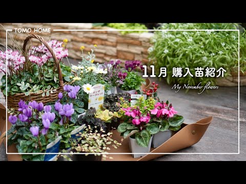 Recommended Now!] November Seedlings: Tips on Growing and