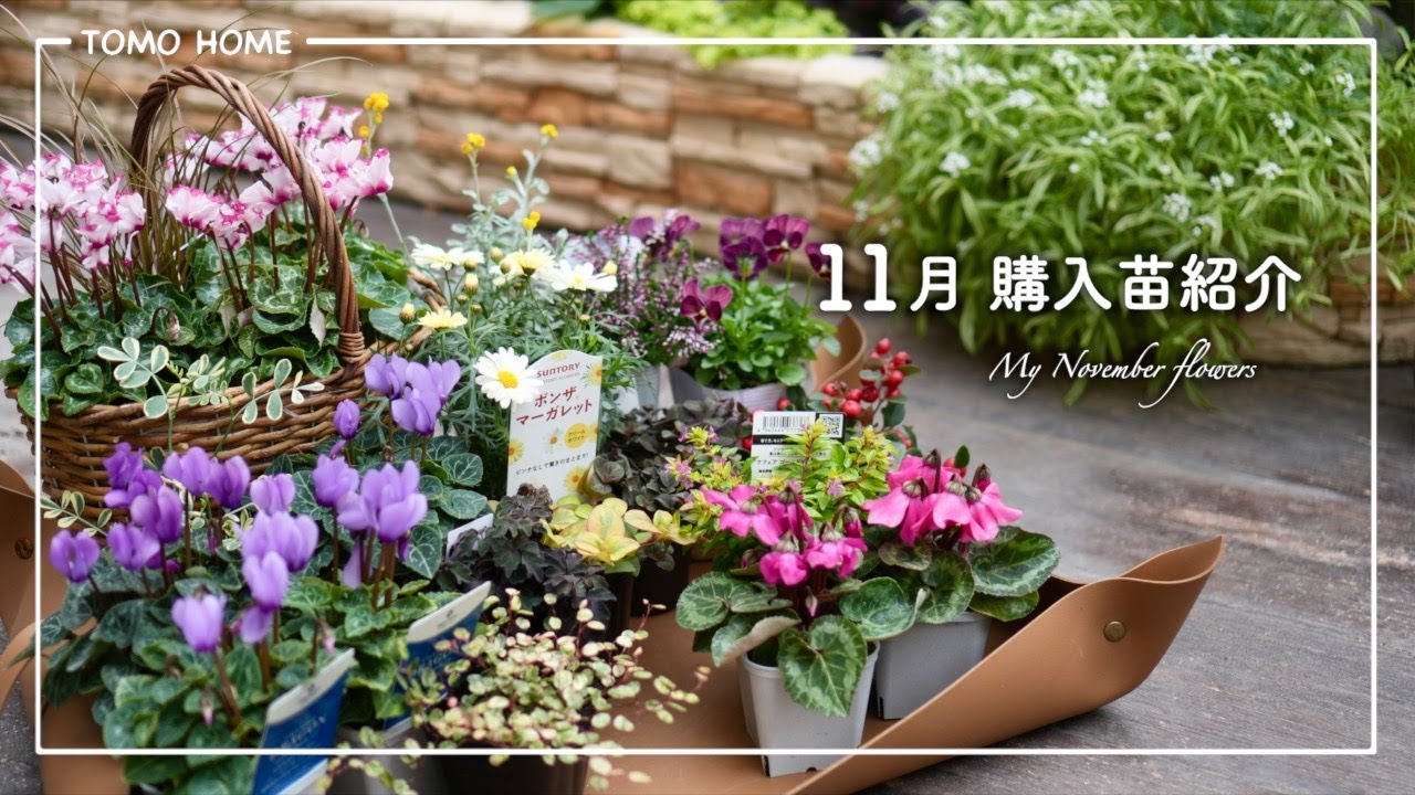 Recommended Now!] November Seedlings: Tips on Growing and