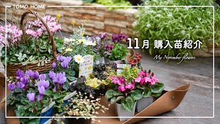 Recommended Now!] November Seedlings: Tips on Growing and