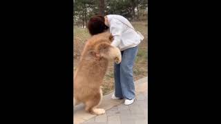 Funny And Cute Dogs | Adorable Animals