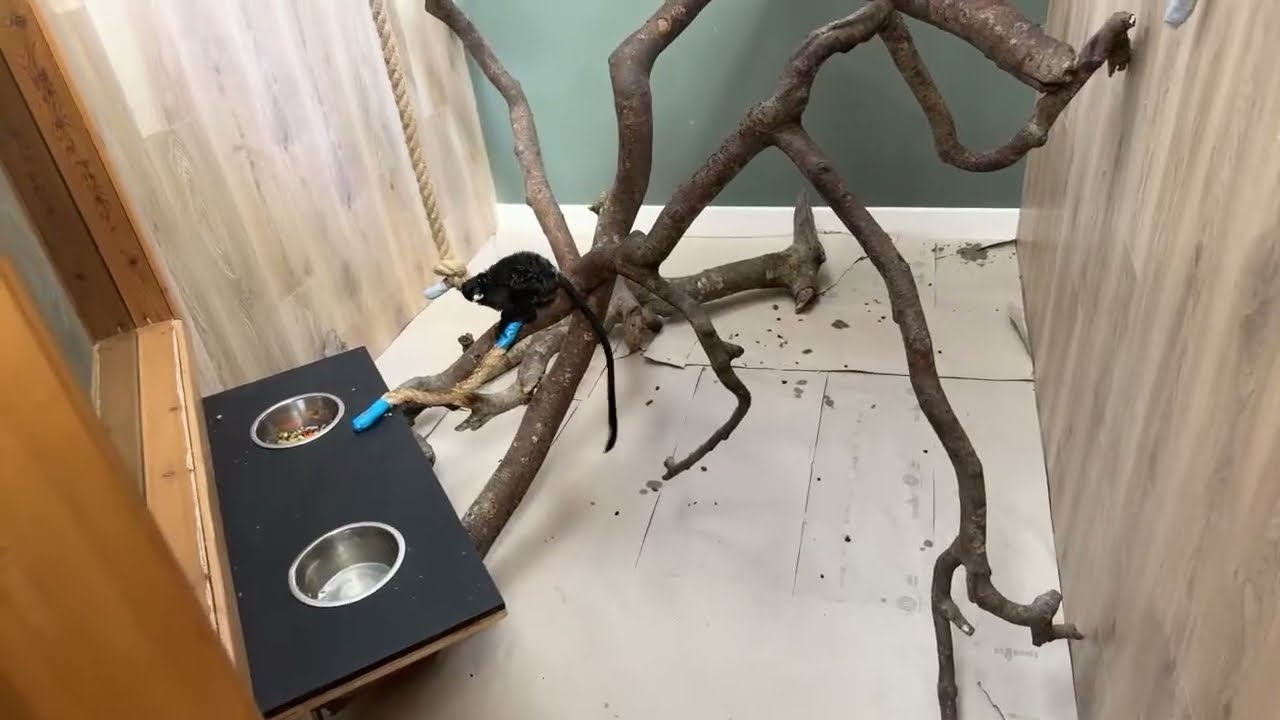 Updates on Anna’s operation and how successful it was… farm updates on a horrible worm!