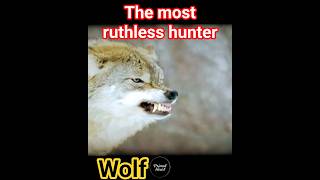 Winter hunter#wolf #nature #wildlife  #animals #shorts #viral #youtubeshorts