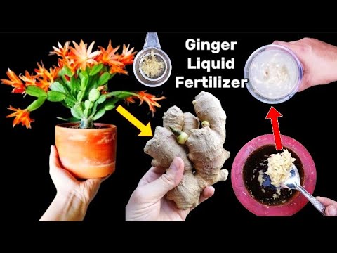 Easy and free fertilizer for any plants| How to make Ginger liquid  fertilizer for any plant