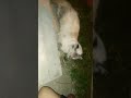 #gatos #viral #shorts #shortvideos #viral